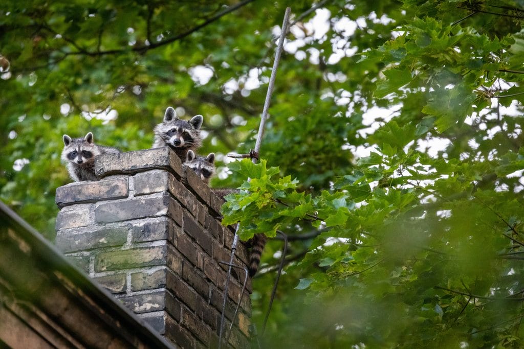 Three raccoons peering out from the top of an uncapped brick chimney.